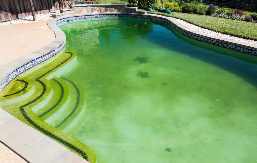 Les algues et ma piscine - ICO by Ondilo