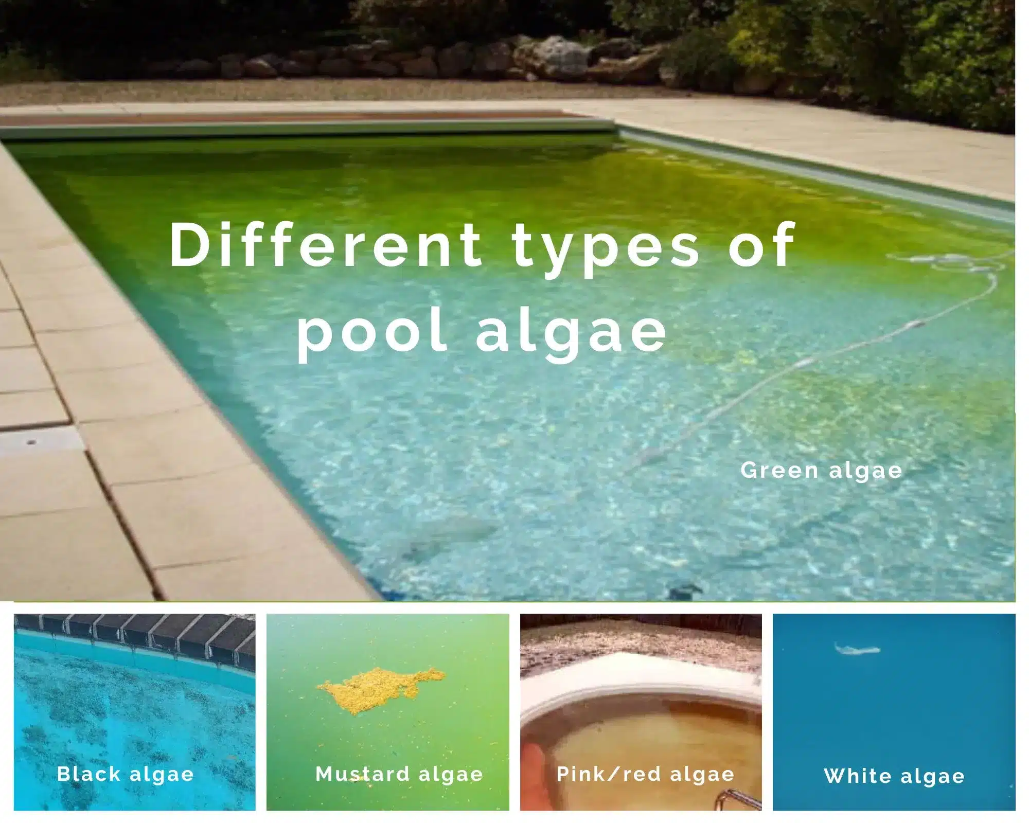 To eradicate algae in a swimming pool, you need to know how to recognize the type of algae. Images with different types of algae: green algae, mustard algae, pink algae, white algae. 