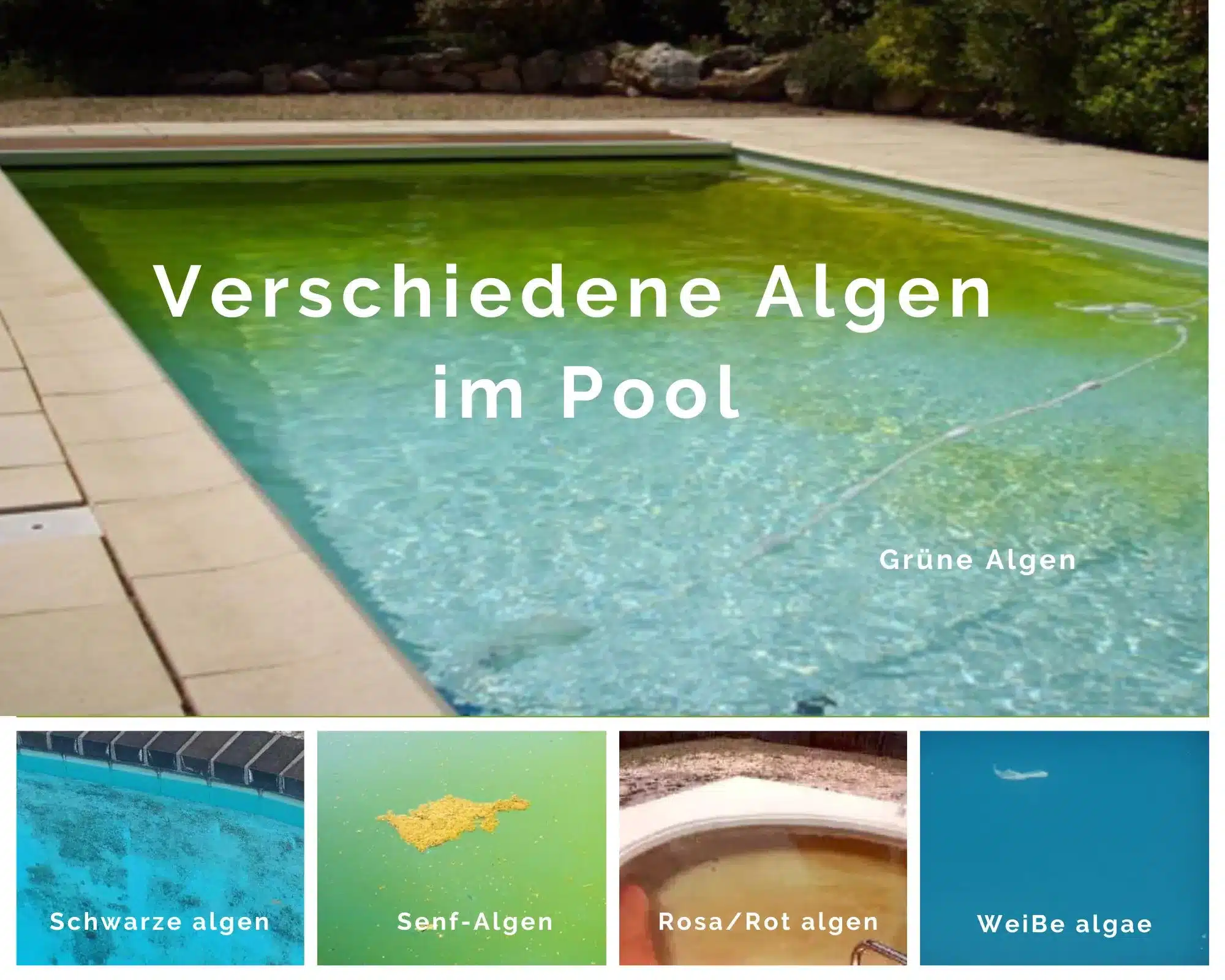Um Algen im Pool zu bekämpfen, ist es wichtig, den Algentyp zu erkennen. Bilder von verschiedenen Algenarten: grüne Algen, gelbe Algen, rosa Algen, weiße Algen. 